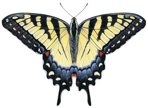 Borboleta rabo de andorinha-tigre (guache)