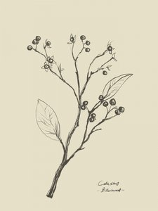 Floral 2 de Dan Hobday