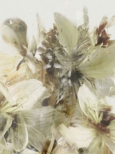 Flores da Colina 3 de Dan Hobday