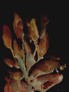 Planta noturna de Dan Hobday
