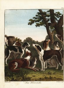 Um bando de cães de raposa antes de uma caçada