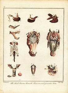 Anatomia de um cavalo. 1792 (gravura)