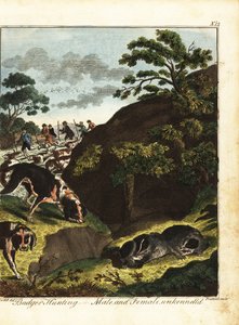 Homens armados caçando texugos, Inglaterra