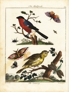Touro, canário, borboleta, traça, etc. 1792 (gravura)