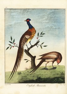 Faisões ingleses, masculinos e femininos. 1792 (gravura)
