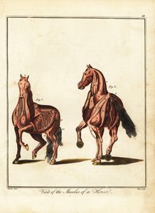 Musculatura de um cavalo. 1792 (gravura)