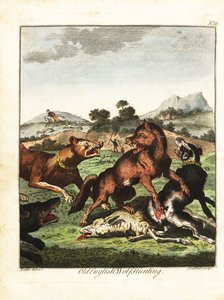 Caça ao lobo inglês antigo. 1792 (gravura)