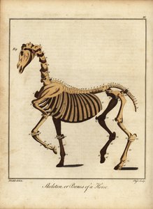 Esqueleto ou ossos de um cavalo. 1792 (gravura)