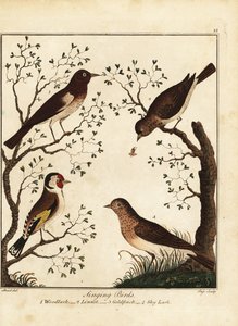 Pássaros canoros: lenhador, tinteiro, pintassilgo, cotovia do céu. 1792 (gravura)