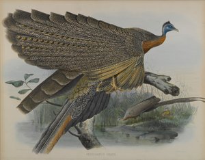 Argusianus Grayii (cor litho) de Daniel Giraud and Gould John Elliott