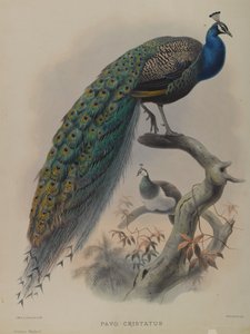 Pavo Cristafus- Ave de Ervilha Comum (cor litho) de Daniel Giraud and Gould John Elliott