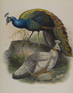 Pavo Nigripennis - Pássaro de Ervilha de Ombro Preto (cor litho) de Daniel Giraud and Gould John Elliott