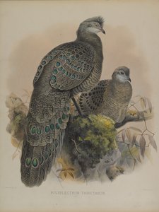 Polyplectron Tibetanum (cor litho) de Daniel Giraud and Gould John Elliott