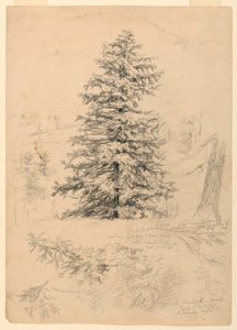 Desenho, Estudo de uma cicuta, North Conway, New Hampshire, 6 de agosto de 1855 de Daniel Huntington
