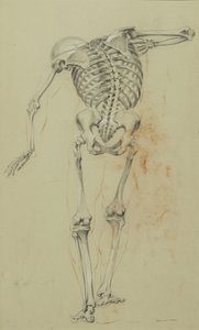 Estudo do Esqueleto, c.1848 (giz e giz de cera sobre papel bronzeado montado sobre papelão) de Daniel Huntington