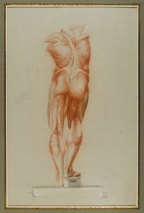 Écorché (Figura Estudo da Musculatura), c.1848 (giz e grafite sobre papel) de Daniel Huntington