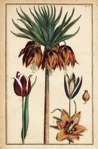 Coroa imperial lírio, Fritillaria imperialis e tulipas, Tulipa gesneriana