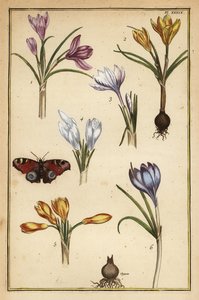 Crocus crocus vernus, Crocus vernus e borboleta pavão europeia, Aglais io