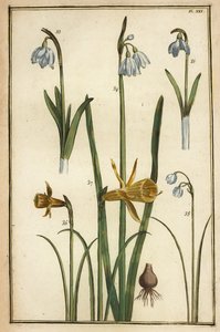Dafodil selvagem, Narciso pseudonarciso e gotas de neve, Galanto nivalis