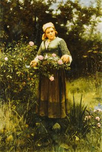 Colher de Rosas,