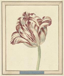 Tulip, chamada Bisar, Cardeal de Fleuri de Daniël Marot (II)