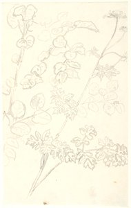 Estudos de plantas de Dankvart Dreyer
