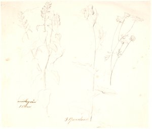 Estudos de plantas de Dankvart Dreyer