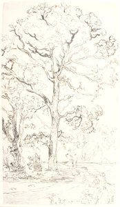 Estudo de carvalhos de Dankvart Dreyer