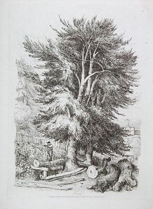 Faia não. 18, ilustração de Lições Progressivas na Paisagem para Jovens Iniciantes, 1816 (gravura em terra macia) de David Cox