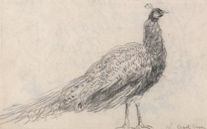 Pavão em Capel Curig de David Cox
