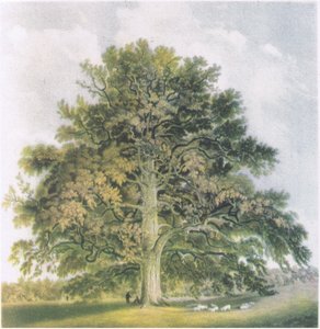 Pollard Willows, Nature in Britain publicado por Collins, 1946 de David Cox