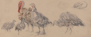 Estudo dos perus de David Cox