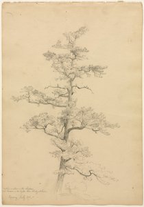 Pine Tree, Conway, New Hampshire, c. 1851