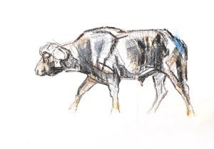 Búfalo africano, 2020 (crayon e aquarela sobre papel) de David Mayer