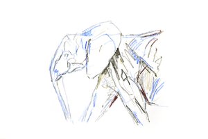 Elefante africano, 2021 (crayon no papel) de David Mayer