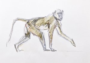 Babuíno, 2020 (aquarela e giz de cera sobre papel) de David Mayer
