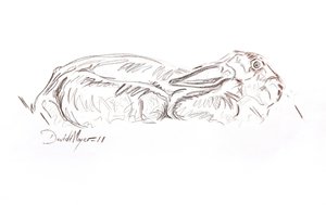 Lebre marrom reclinada, 2012 (contepastel sobre papel) de David Mayer