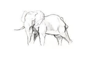 Bull Elephant, 2021 (crayon no papel) de David Mayer