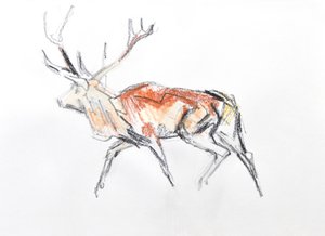 Red Deer Stag, 2020 (aguarela sobre papel)