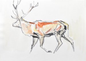 Red Deer Stag, 2020 (aguarela sobre papel) de David Mayer