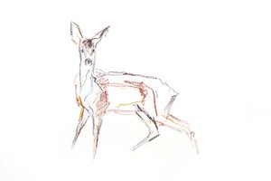 Roe Deer Young, 2021 (lápis de cera em papel) de David Mayer