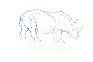 Rinoceronte Branco, 2020 (crayon no papel) de David Mayer