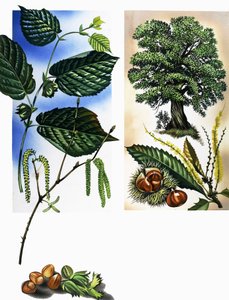 Todos os tipos de frutos secos: avelãs e castanhas de David Pratt