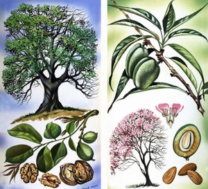 Todos os tipos de frutos secos: Nozes e amêndoas
