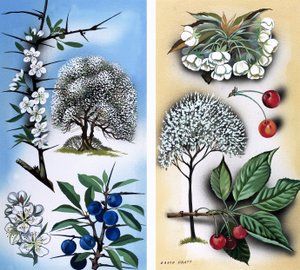 Todo o tipo de árvores de fruto silvestres: Espinheiro-negro e cerejeira-silvestre