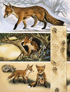 A Raposa de David Pratt
