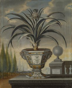Planta de abacaxi, 1729 de David von Coln