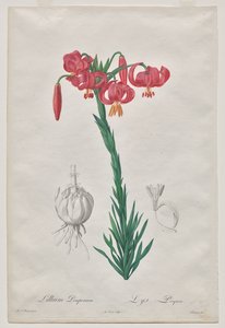 Lillium Pomponium (Turban Lily), placa 7 de Les Liliacées de De Gouy