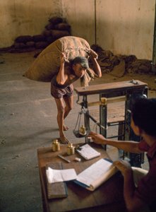Um trabalhador carrega um saco de pedaços de coco para serem usados como alimento para o gado. Banjuwangi, Leste...