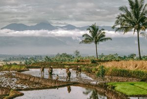 Java, Bandung. Agricultores moldam os diques dos seus terraços de arroz, Bandung, Java